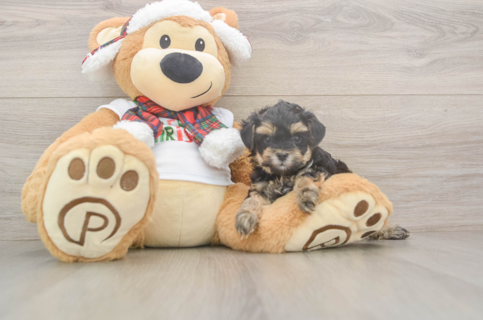 5 week old Yorkie Poo Puppy For Sale - Puppy Love PR