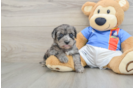 Friendly Yorkie Poo Baby