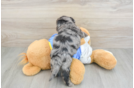 Friendly Yorkie Poo Baby