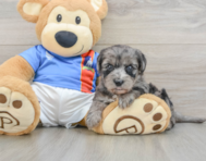 6 week old Yorkie Poo Puppy For Sale - Puppy Love PR