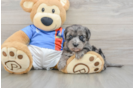 Cute Yorkie Poo Baby