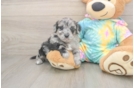 Smart Yorkie Poo Poodle Mix Pup