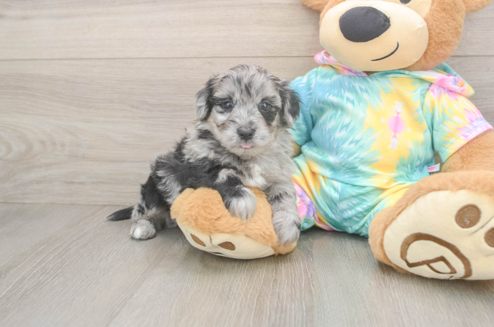 5 week old Yorkie Poo Puppy For Sale - Puppy Love PR