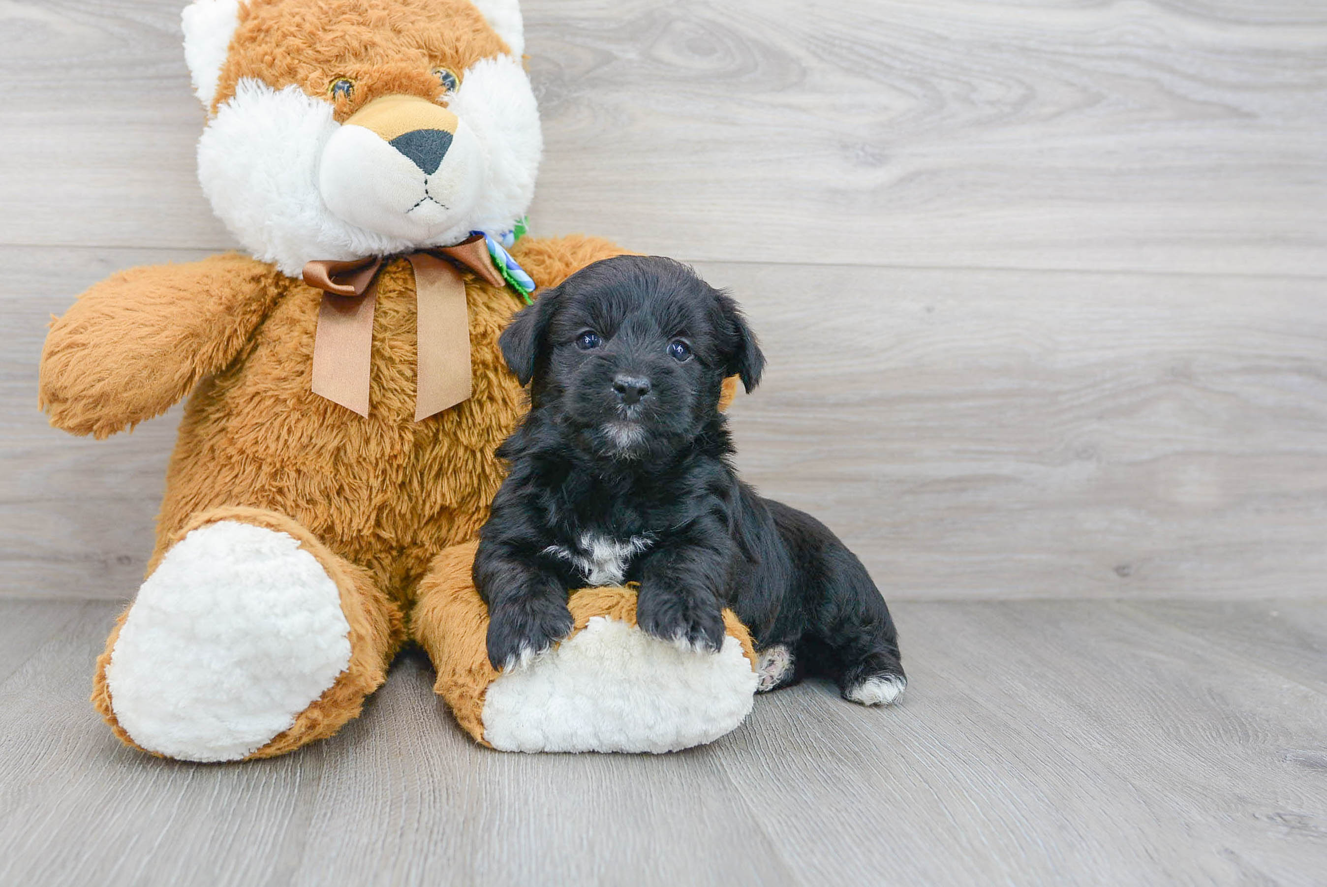 Cute Yorkie Doodle Poodle Mix Puppy