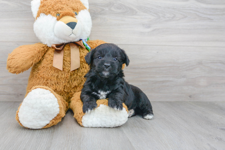 Cute Yorkie Doodle Poodle Mix Puppy