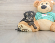 8 week old Yorkie Poo Puppy For Sale - Puppy Love PR