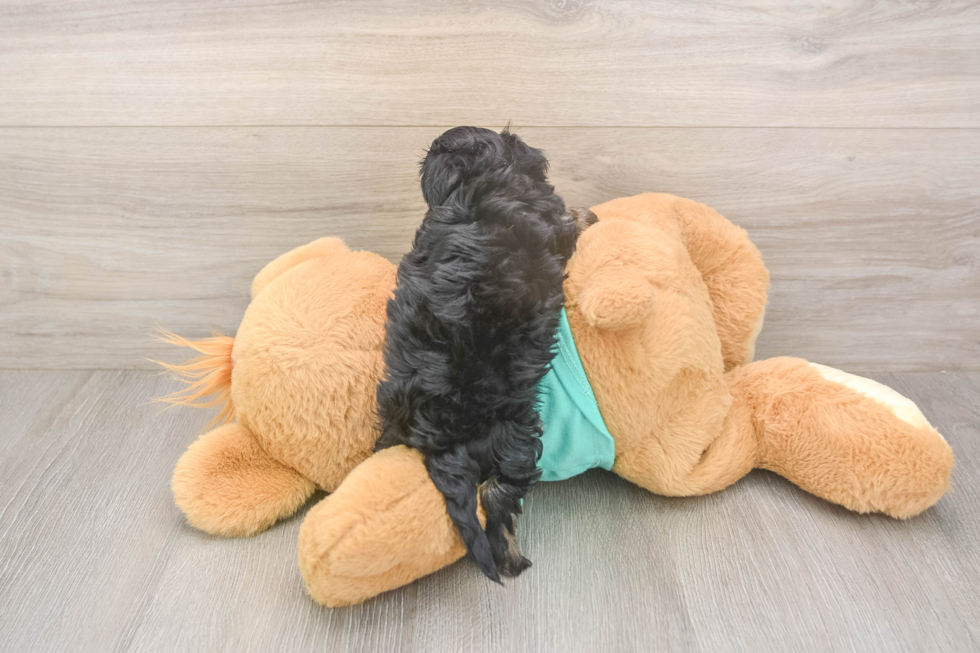 Yorkie Poo Pup Being Cute