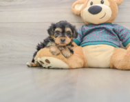 9 week old Yorkie Poo Puppy For Sale - Puppy Love PR