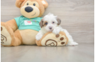 Yorkie Poo Puppy for Adoption