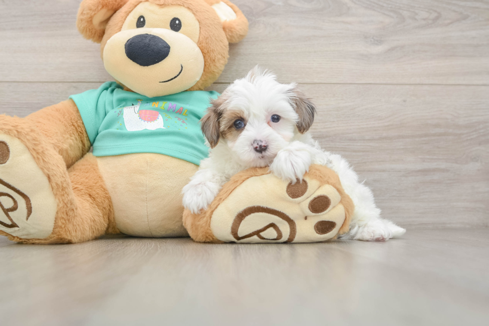 Yorkie Poo Puppy for Adoption