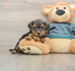 8 week old Yorkie Poo Puppy For Sale - Puppy Love PR
