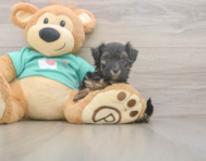 9 week old Yorkie Poo Puppy For Sale - Puppy Love PR