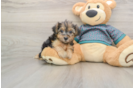 Hypoallergenic Yorkie Doodle Poodle Mix Puppy
