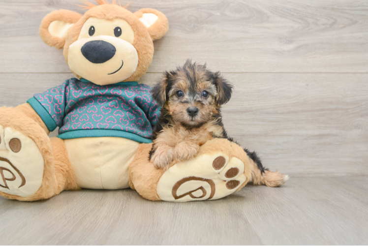 Yorkie Poo Puppy for Adoption