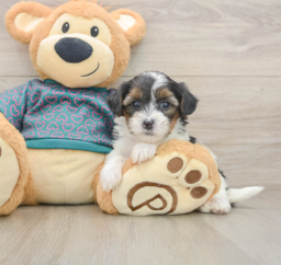 8 week old Yorkie Poo Puppy For Sale - Puppy Love PR