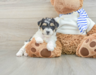 8 week old Yorkie Poo Puppy For Sale - Puppy Love PR