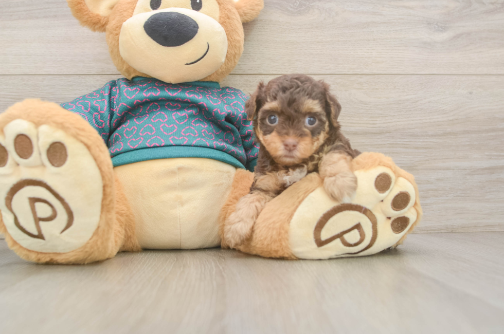 5 week old Yorkie Poo Puppy For Sale - Puppy Love PR