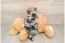 Small Yorkie Poo Baby