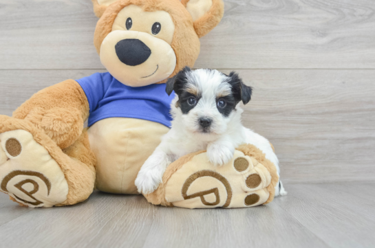 Yorkie Poo Pup Being Cute