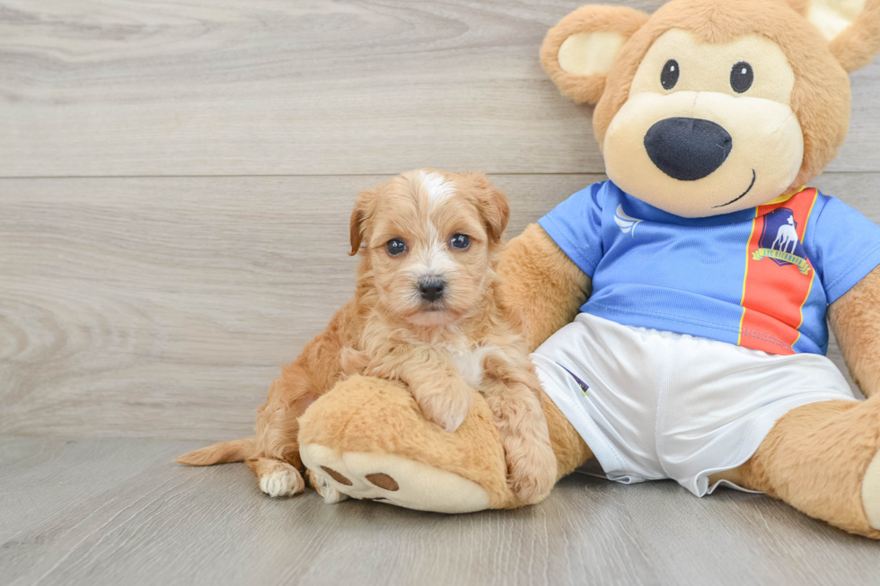 Yorkie Poo Pup Being Cute