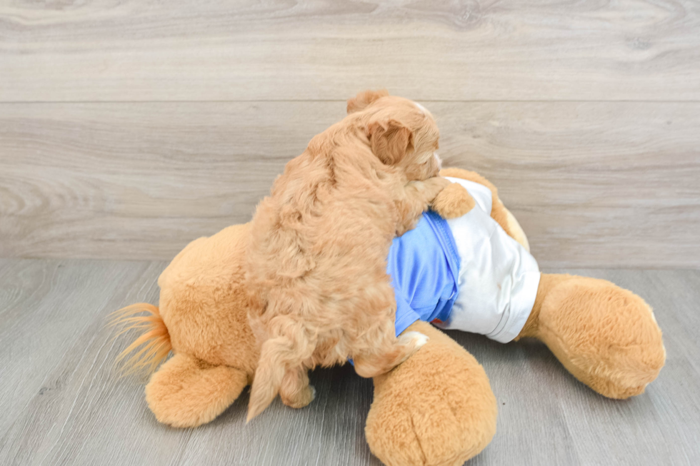 Yorkie Poo Puppy for Adoption