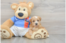 Yorkie Poo Puppy for Adoption