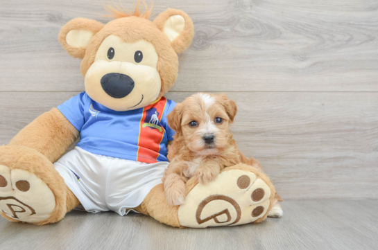 Yorkie Poo Puppy for Adoption
