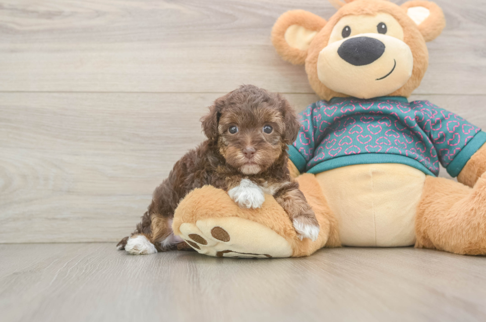 5 week old Yorkie Poo Puppy For Sale - Puppy Love PR