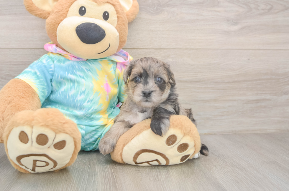 5 week old Yorkie Poo Puppy For Sale - Puppy Love PR