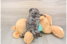 Energetic Yorkipoo Poodle Mix Puppy