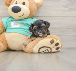 7 week old Yorkie Poo Puppy For Sale - Puppy Love PR