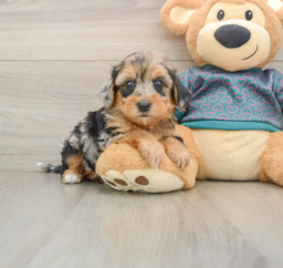 8 week old Yorkie Poo Puppy For Sale - Puppy Love PR