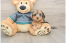 Yorkie Poo Puppy for Adoption