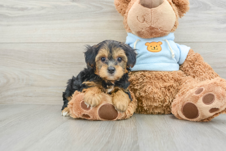 Meet Gregory - our Yorkie Poo Puppy Photo 1/3 - Puppy Love PR Small Yorkie Poo Baby