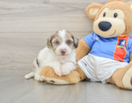 7 week old Yorkie Poo Puppy For Sale - Puppy Love PR