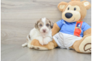 Smart Yorkie Poo Poodle Mix Pup