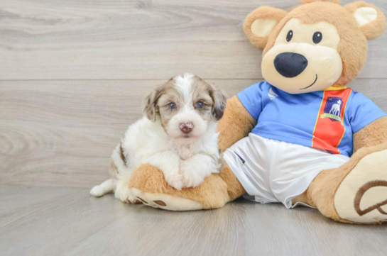 Smart Yorkie Poo Poodle Mix Pup