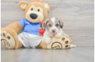 Best Yorkie Poo Baby