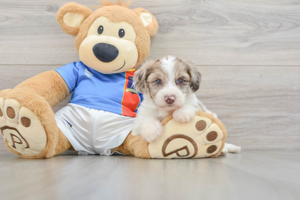 Best Yorkie Poo Baby