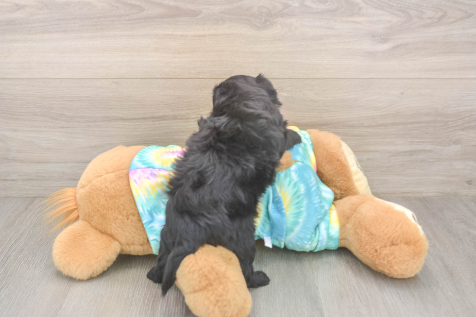 Energetic Yorkipoo Poodle Mix Puppy