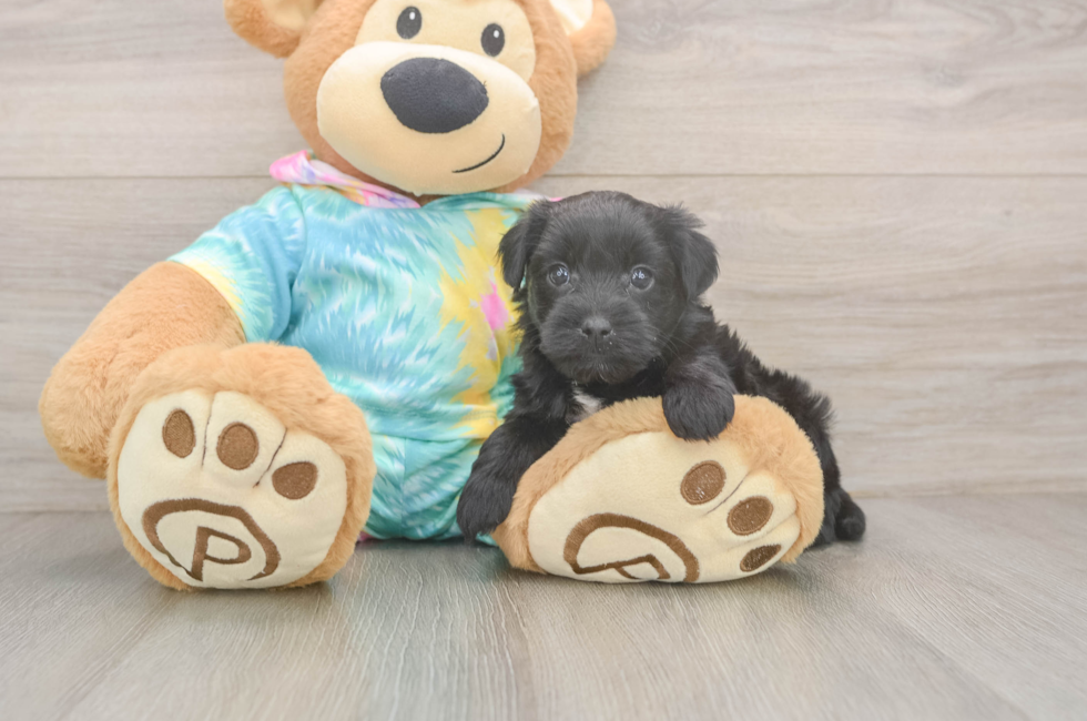 5 week old Yorkie Poo Puppy For Sale - Puppy Love PR
