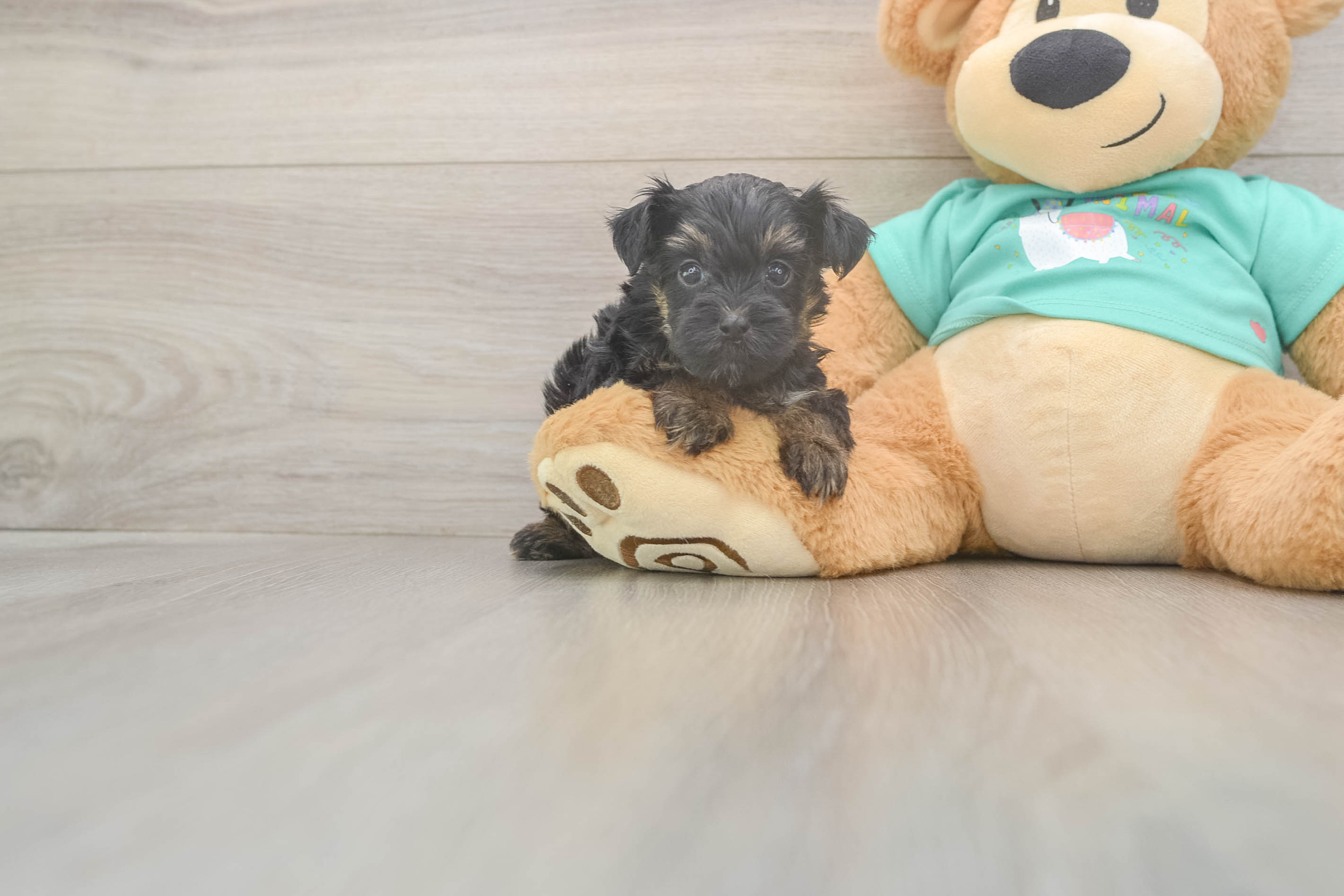 Happy Yorkie Poo Baby