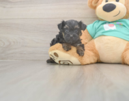 6 week old Yorkie Poo Puppy For Sale - Puppy Love PR