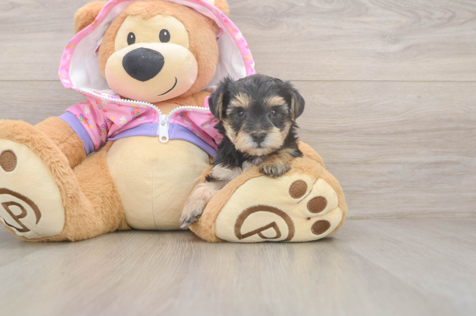 5 week old Yorkie Poo Puppy For Sale - Puppy Love PR