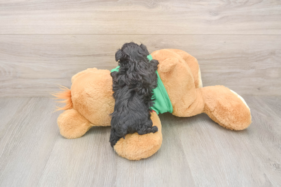 Fluffy Yorkie Poo Poodle Mix Pup