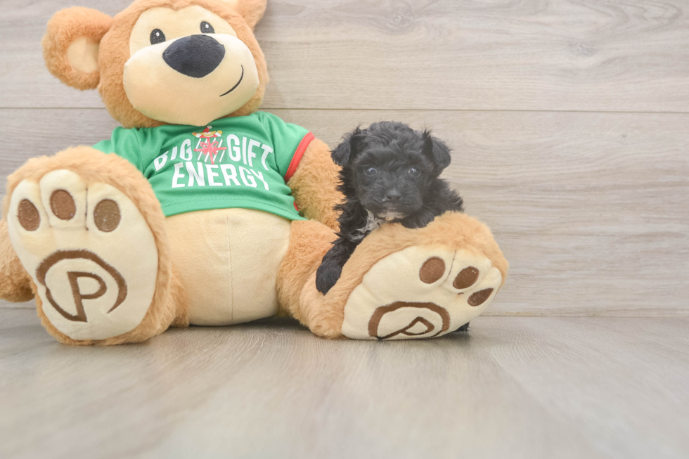 Best Yorkie Poo Baby