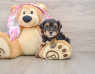9 week old Yorkie Poo Puppy For Sale - Puppy Love PR