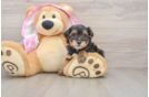 Yorkie Poo Puppy for Adoption