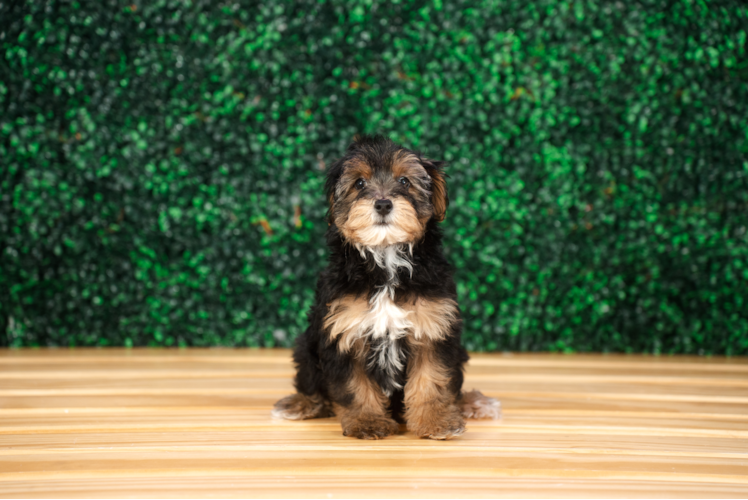 Cute Yo Yo Poo Poodle Mix Puppy