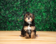 9 week old Yorkie Poo Puppy For Sale - Puppy Love PR